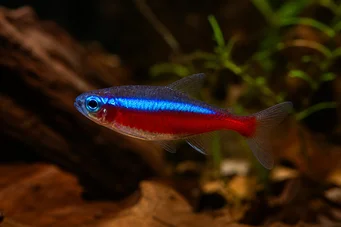 Paracheirodon axelrodi (Tetra kardinaal)