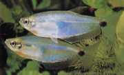 Paragoniates alburnus Blauw glas tetra, tetra-...