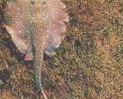 Paratrygon orbicularis Orbiculaire lijn