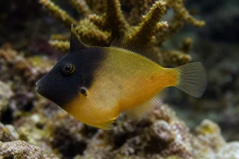 Pervagor melanocephalus (Roodstaartstaartvissen)