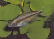 Petersius conserialis Petersius Conseialis