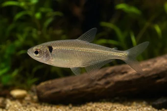 Phenacogaster pectinatus