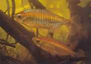 Phenacogrammus interrupt... Congo Tetra (blauw)