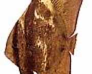 Platax orbicularis Orbiculaire vleermuisvis...