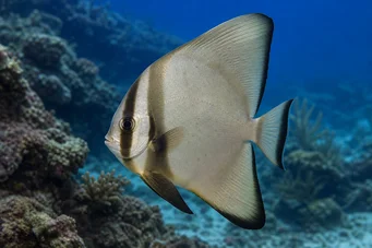 Platax orbicularis (Orbiculaire vleermuisvissen)