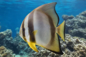 Platax teira