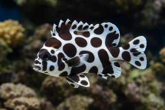 Plectorhinchus chaetodonoides (Arlequin diagram vis)