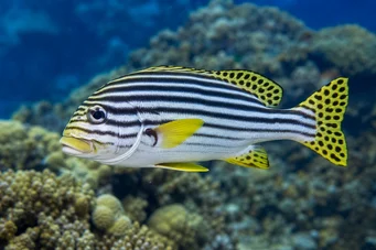 Plectorhynchus orientalis Oosterse gaterin