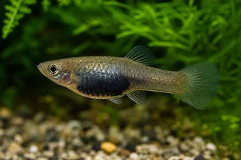 Poecilia melanogaster