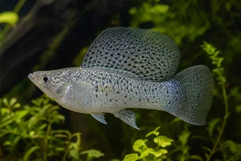 Poecilia velifera (Molly sluier)