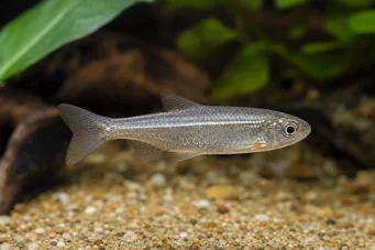 Poissonsus picus (Varkens-epische vis)