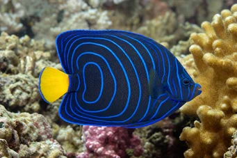 Pomacanthus annularis (Ringvis)