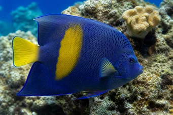 Pomacanthus maculosus (Engel vis in croissant)