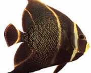 Pomacanthus paru Franse engel