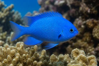 Pomacentrus caeruleus (Blauwgroene dame)