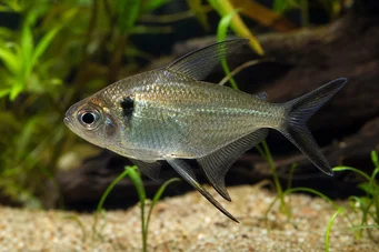Poptella longipinnis (Lange vinnen tetra)