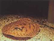 Potamotrygon hystrix Gemarmerde zoetwaterlijn