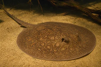 Potamotrygon laticeps (Réie à aiguillon Common)