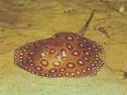 Potamotrygon motoro Océlée zoetwaterposten...