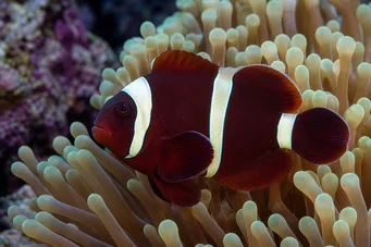 Premnas biaculeatus (Doornige clown)