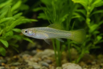 Priapella intermedia (Priaquella)