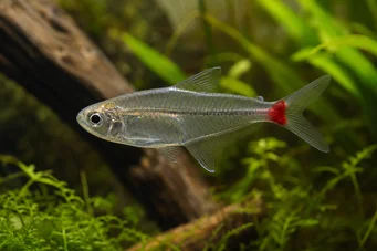Prionobrama filigera (Roodstaartglazen karakter)