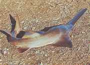 Pristis microdon Noordelijke Scie Fish