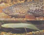 Protopterus aethiopicus ... Ethiopië protopter