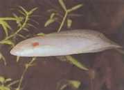 Protopterus annectens an... Afrikaanse dipneuste