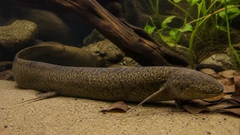 Protopterus annectens annectens Afrikaanse dipneuste
