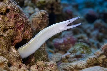 Pseudechidna brummeri