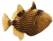 Pseudobalistes fuscus Vermiculeerd