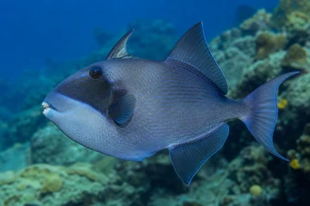Pseudobalistes fuscus (Vermiculeerd)