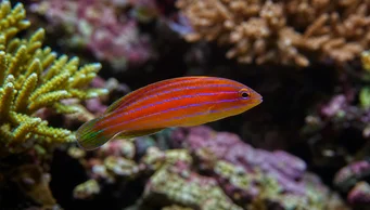 Pseudocheilinus hexataenia (Zes -lijn labrum)