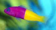 Pseudochromis paccagnell... Vanille-fraise vis