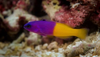 Pseudochromis paccagnellae Vanille-fraise vis