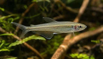 Pseudocorynopoma doriae (Vlieger)