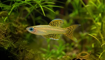 Pseudomugil gertrudae (Gertrudae, blauwogig)