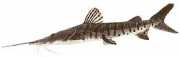Pseudoplatystoma fasciat... Tijger