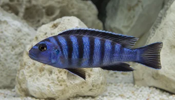 Pseudotropheus elongatus (Langwerpige cichlid)