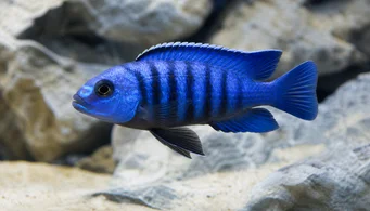 Pseudotropheus saulosi (Pseudotrofe saulosi)