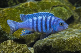 Pseudotropheus tropheops (Geel)