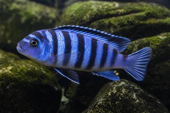 Pseudotropheus zebra