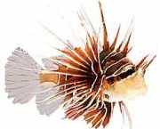 Pterois radiata Uitgestraald scorende vi...