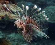 Pterois volitans Vissen scoren