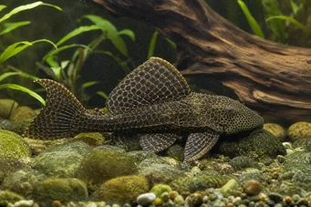 Pterygoplichthys anisitsi (Sneeuwpleco)