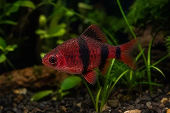 Puntius nigrofasciatus (Rode hoofd Beardbus, bebaarde nigor)