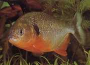 Pygocentrus caribe Scapulaire sparanha