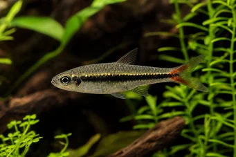Rasbora borapetensis Roodstaart