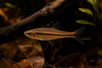 Rasbora kalachroma Rasbora -clown